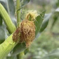 После дождя (7) :: Alexey YakovLev