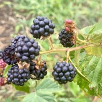 После дождя (9) :: Alexey YakovLev