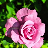 Роза :: Наталья 