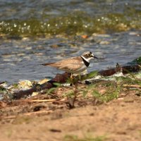 Зуек. :: Алексей .