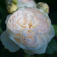 роза в росе :: Сергей Ц