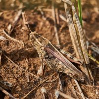 кузнечик :: Александр Леонов