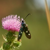Пестрянка :: Александр Леонов