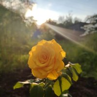 Лучи солнца :: Андрей 