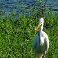 с уловом :: gawrilа - dan