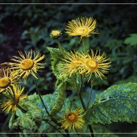 Девясил высокий :: Владимир Кроливец