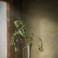 *** :: Oleg Rastorguev *** :: Oleg Rastorguev