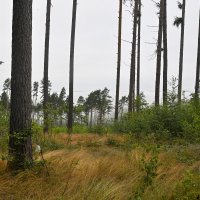сегодня я гуляла в облаках :: Осень 