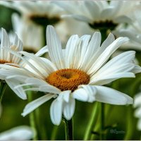 Про ромашки :: Aquarius - Сергей Про ромашки :: Aquarius - Сергей