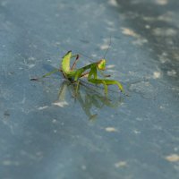 Малыш :: Светлана Тихонина