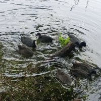 Лысухи :: Сапсан 