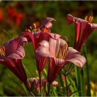 Дачные цветы :: Валентин Котляров