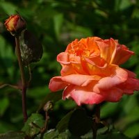 Лето и цветы :: Милешкин Владимир Алексеевич Лето и цветы :: Милешкин Владимир Алексеевич