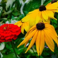 Цветы на городской клумбе. :: Милешкин Владимир Алексеевич Цветы на городской клумбе. :: Милешкин Владимир Алексеевич