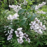 Дейция шершавая :: Лидия Бусурина Дейция шершавая :: Лидия Бусурина