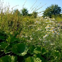 Не ступала нога человека ) :: Veera V