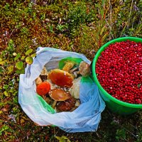 Щедрый август! Дары природы! :: Владимир 