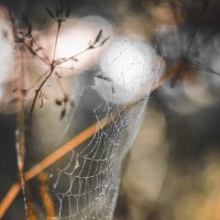 Паутинка :: Lyubov Busova