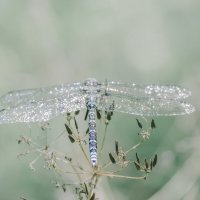 Стрекоза :: Lyubov Busova