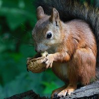Белка с грецким орехом :: Лина Белка с грецким орехом :: Лина