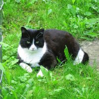 Прячется в тенёчке :: Людмила Смородинская Прячется в тенёчке :: Людмила Смородинская