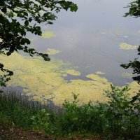 за городом :: Елена Шаламова