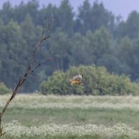 сова болотная. :: юрий макаров