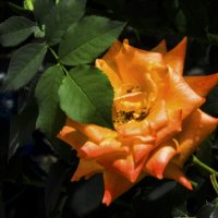 Оранжевая роза :: Валентин Семчишин Оранжевая роза :: Валентин Семчишин