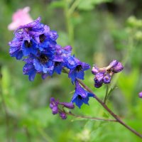 Про дельфиниум... :: Андрей Заломленков