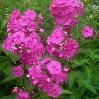 ***** :: Елена Семигина ***** :: Елена Семигина