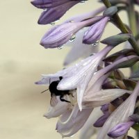 *** :: Владимир Безбородов *** :: Владимир Безбородов