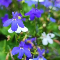 ,,, :: Сергей Тимоновский