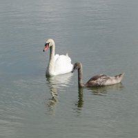 Лебединая семья :: Рита Симонова