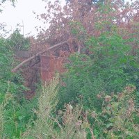 Гараж, в зарослях прошлого :: Игорь Солдаткин