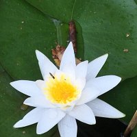 На озере... :: Владимир Павлов