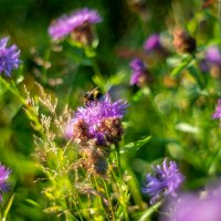 Просто лето :: Олег Дорошенко