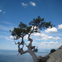 Природа Крыма :: Amazing Cosmea
