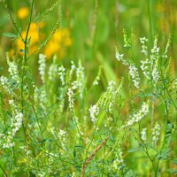 Донник белый :: Татьяна Лютаева