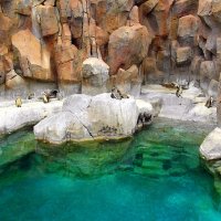 Здесь пингвинам хорошо живётся. (Jungle Park). Тенерифе. :: Лия ☼ Здесь пингвинам хорошо живётся. (Jungle Park). Тенерифе. :: Лия ☼