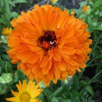 Календула :: Galaelina ***