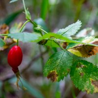 Шиповник в начале августа :: Светлана SvetNika17