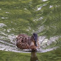 Уточка на Тускари. :: Александр Кондаков Уточка на Тускари. :: Александр Кондаков