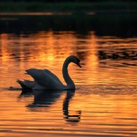 На закате... :: Виктор Желенговский