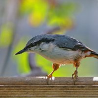 на кормушке в свете контровом ... :: Andrey Bragin 