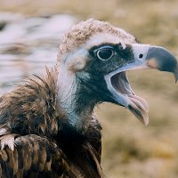 - :: Андрей Мясоедов