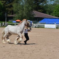 Международная конная выставка "Иппосфера" 2025 :: Николай 