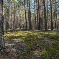 гриб боровик на бору :: сергей 