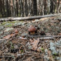 гриб боровик :: сергей гриб боровик :: сергей