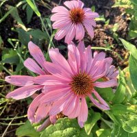 Эхинацея :: Сапсан 