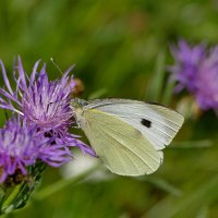 из снятого 1 августа 13 :: Александр Прокудин из снятого 1 августа 13 :: Александр Прокудин